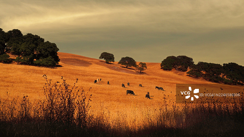 黄金时刻，金色的光辉洒在连绵起伏的山丘、悠闲吃草的牛群以及零星点缀的树木上，天空戏剧般地变幻着色彩，描绘出一幅宁静的风景画。地点：美国，弗里蒙特。图片素材