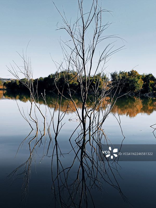 突尼斯凯鲁万，光秃秃的树枝从宁静的湖面伸出，湖面倒映着湛蓝的天空和远处的秋叶图片素材