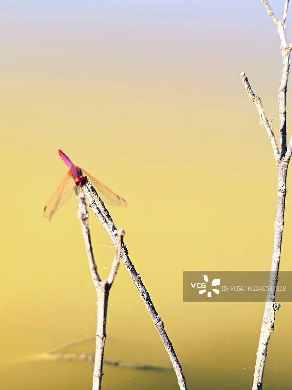 特写：一只色彩鲜艳的红色蜻蜓栖息在枯枝上，下方是金色的水面，采用浅景深拍摄。图片素材