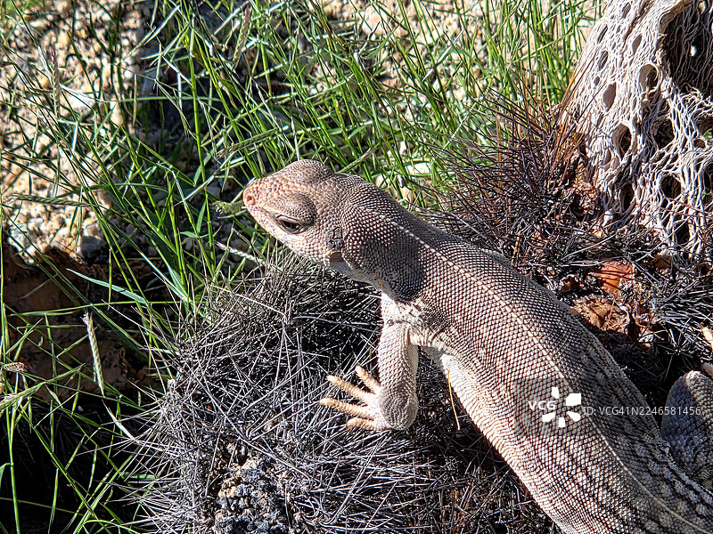 在明媚的阳光下，一只沙漠棘蜥近距离特写，它隐藏在干燥的仙人掌和绿草丛中，与环境融为一体。图片素材
