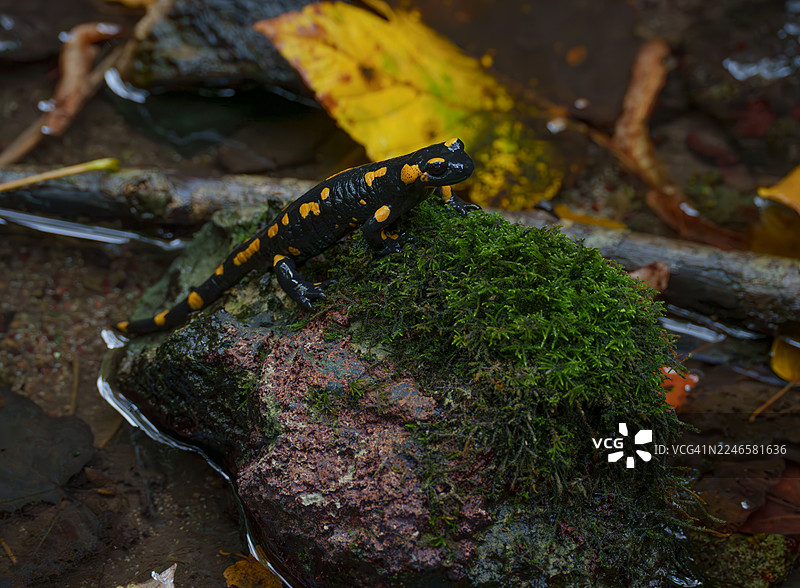 森林溪流中，一只色彩鲜艳的火蝾螈栖息在长满苔藓的岩石上图片素材