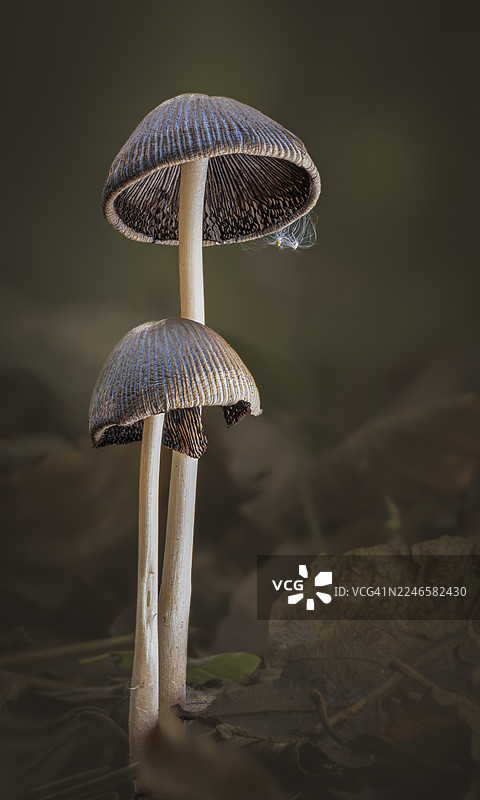 近距离拍摄田野里生长的蘑菇图片素材