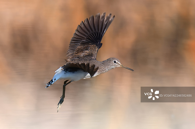 在湖面上飞翔的翠鸟特写，展示其优雅的翼展和专注的目光图片素材