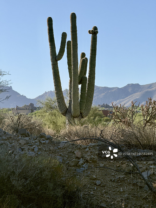 雄伟的巨人柱仙人掌伸向晴朗的沙漠天空图片素材