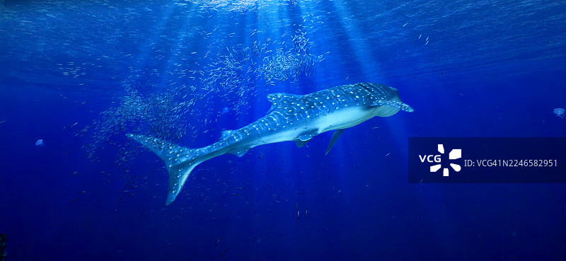 雄伟的鲸鲨在阳光照射下的海水中优雅地游动，周围环绕着一群小鱼图片素材