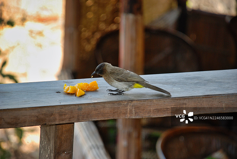 特写镜头：一只鸟在户外木质栏杆上栖息，啄食橙子碎片。图片素材