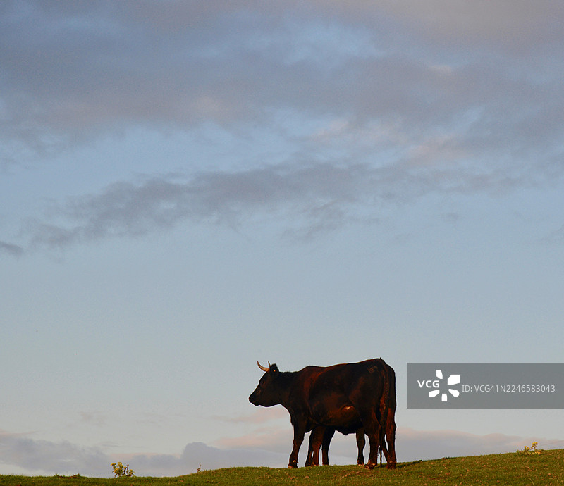 夕阳余晖下，一头牛站在青翠的山坡上，背景是宁静的天空，形成剪影。图片素材