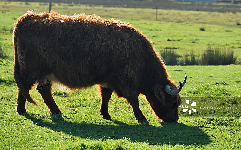 阳光下，一只毛茸茸的牛在生机勃勃的绿色草地上吃草的侧面图图片素材