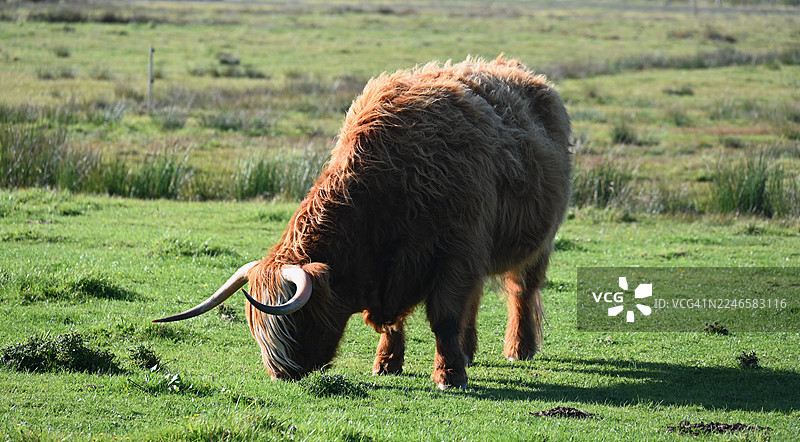 苏格兰乡村高地牛在明亮的日光下，于生机勃勃的绿色牧场上吃草图片素材