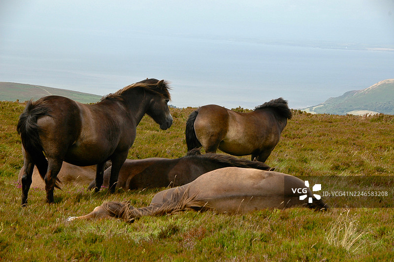 野马在阴天下的山坡上吃草和休息，山坡俯瞰着一片宁静的水域图片素材