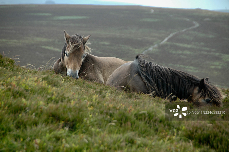两匹野马在阴天笼罩下的荒原风光里，长长的绿草地上休息图片素材