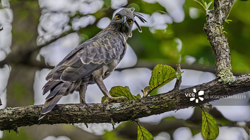 一只停在树枝上的凤头鹰雕，正直视着镜头图片素材