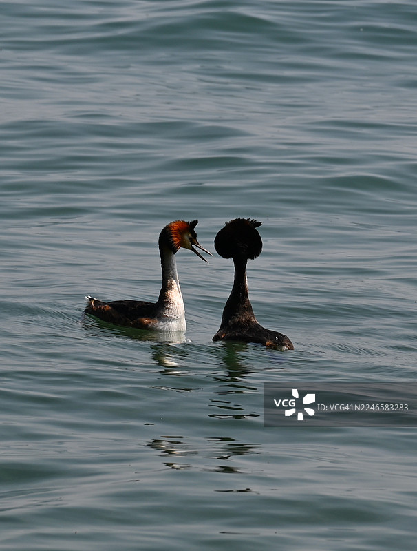 两只凤头鸊鷉在湖中游泳，其中一只张开了嘴图片素材