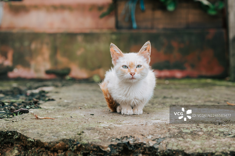 一只蓝眼睛的白色和姜黄色小猫，坐在水泥人行道上，直视镜头图片素材