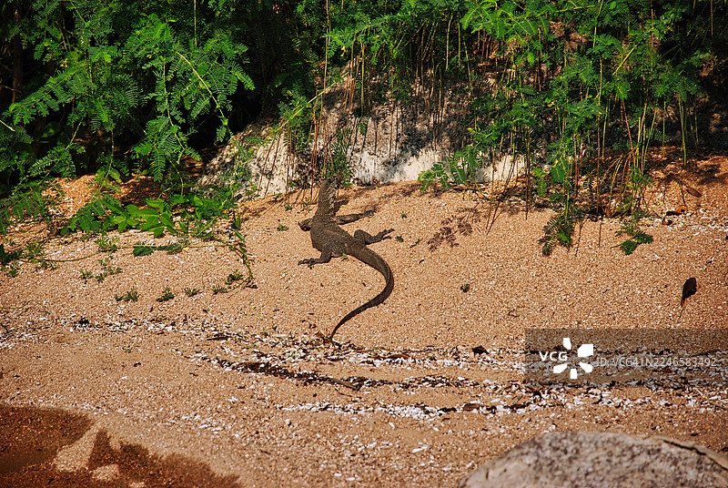 从高处俯瞰一只巨蜥在自然户外环境中，靠近郁郁葱葱的绿色植物，栖息在沙地上图片素材