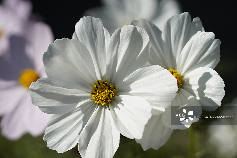 特写镜头下娇嫩的白色波斯菊，花心是明亮的黄色，背景柔焦图片素材