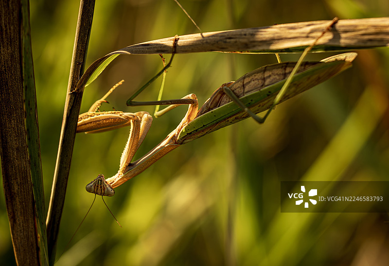 自然光下，一只螳螂伪装在植物茎上的特写图片素材