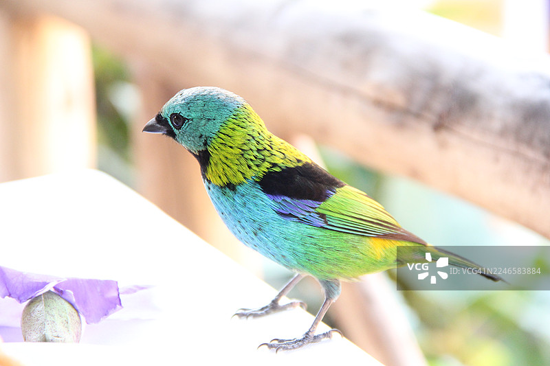 一只色彩鲜艳的鸟在白色物体上特写，背景模糊图片素材