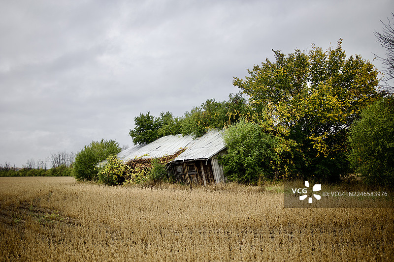 加拿大哈德逊，在枯萎庄稼的田野里，矗立着一间破旧的木棚，周围环绕着绿黄相间的树木，天空阴沉。图片素材