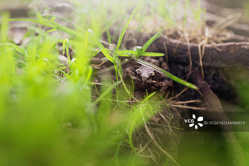 一只小青蛙伪装在绿草和泥土中，露出明亮的眼睛图片素材