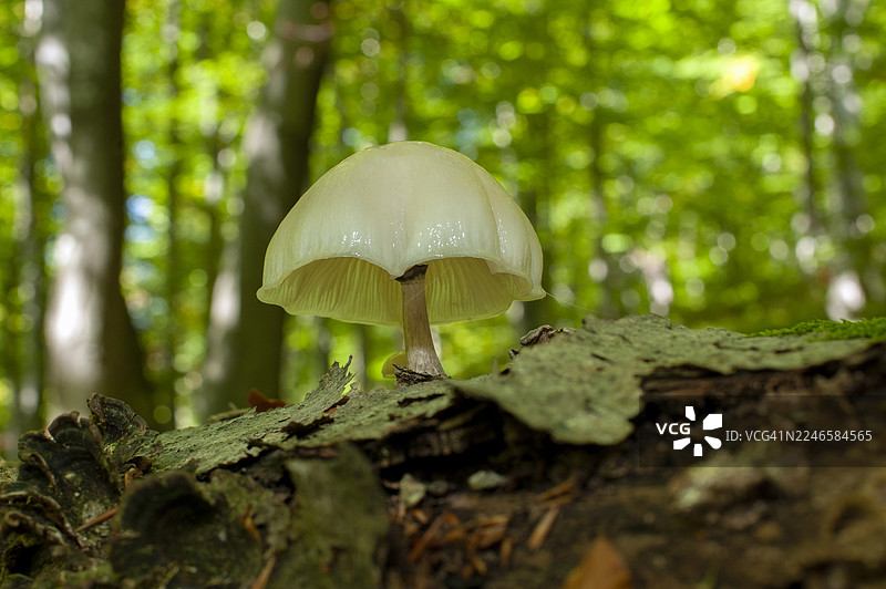 生长在郁郁葱葱的森林中布满苔藓的树干上的浅色蘑菇特写图片素材