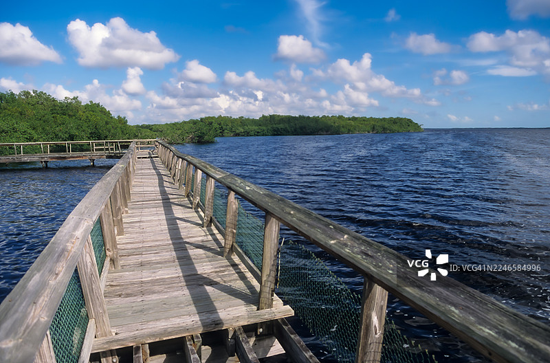 宁静的蓝色水面上方是木制栈道，通往郁郁葱葱的绿色海岸线，头顶是明亮的有白云的天空，佛罗里达大沼泽地，美国图片素材