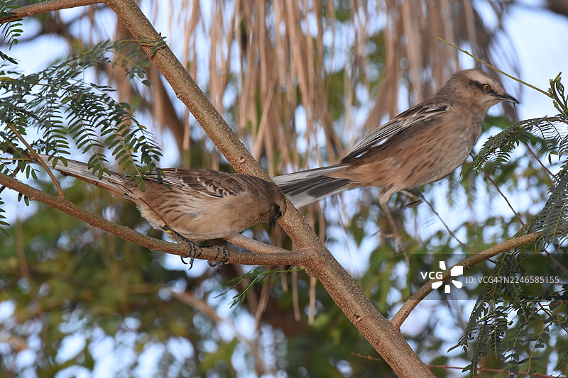 白天，两只棕色小鸟栖息在自然户外的树枝上图片素材