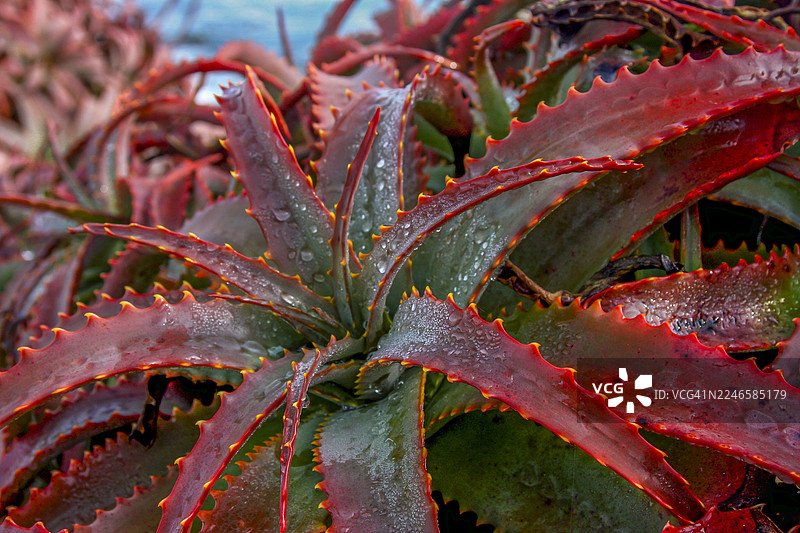 雨后，太平洋岩石花园，美国，加利福尼亚州，蒙特雷半岛，植物的特写，多肉植物叶子，绿叶，红叶，水滴，雨珠，闪闪发光，闪亮，闪耀，闪闪发光，自然美，户外，近距离，细节图片素材