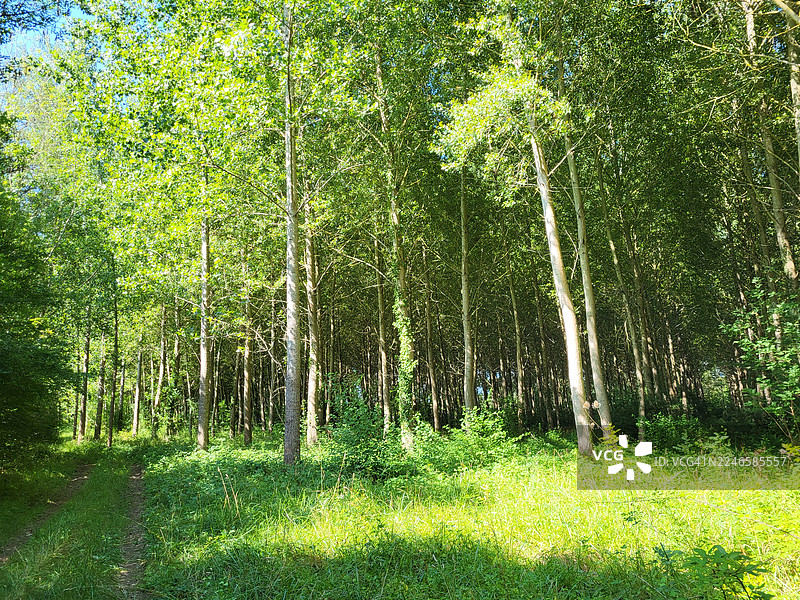 郁郁葱葱的绿色森林，高大的树木和阳光斑驳的小径，营造出宁静和自然之美的感觉图片素材