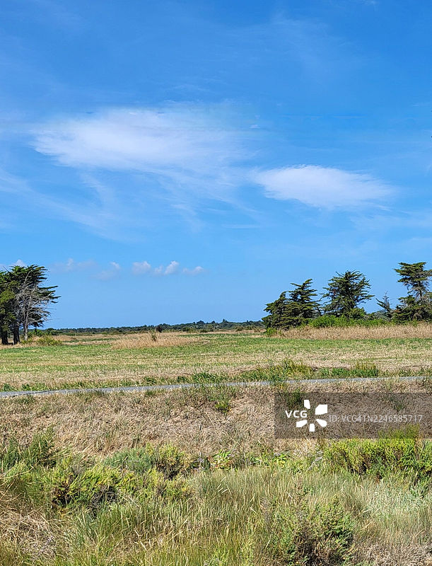 广阔的干草田，天空湛蓝，点缀着几朵白云，远处有树木。图片素材