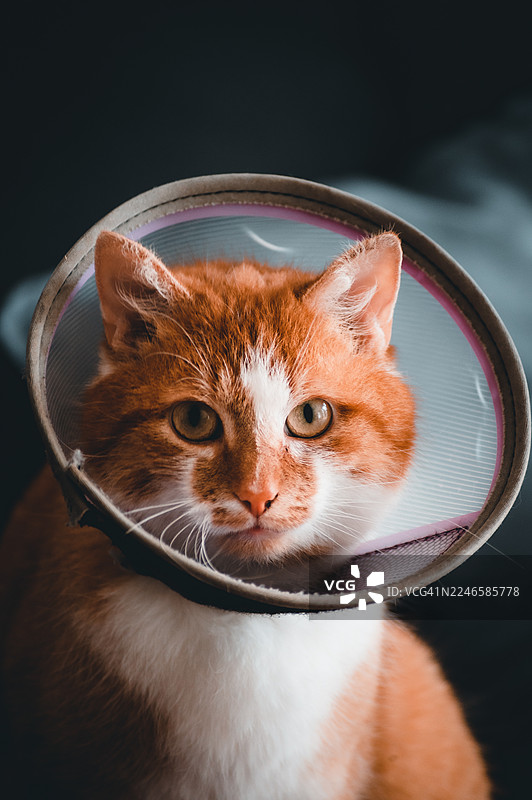 特写镜头下，一只戴着伊丽莎白圈的家养姜黄色猫咪正注视着镜头图片素材