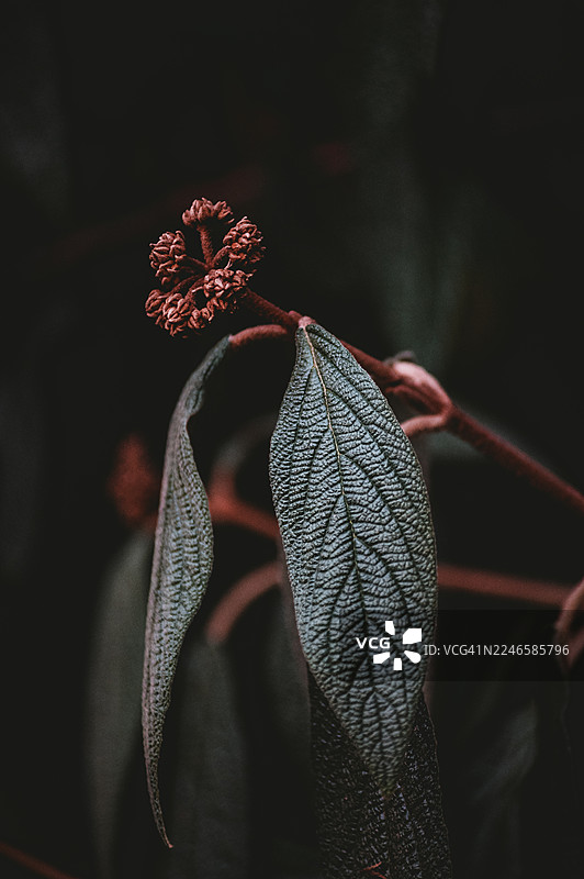 枯萎的植物特写，叶子发黑，花蕾干枯，传递出腐朽和自然循环的意境图片素材