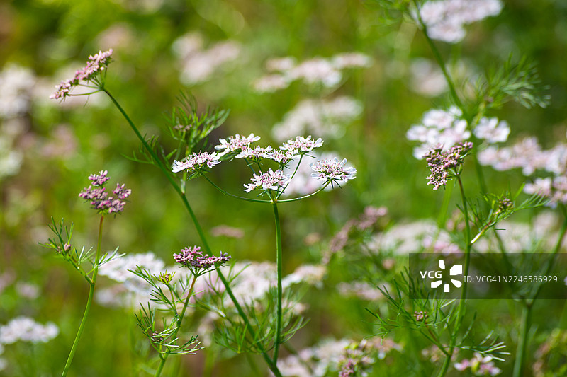 在阳光明媚的绿色田野中，精致的粉白色花朵植物的特写，展现着大自然的美丽图片素材