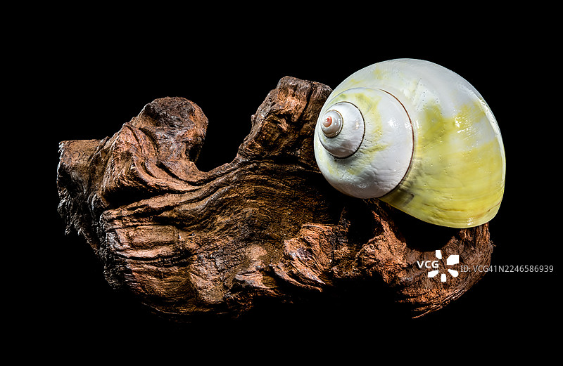 特写镜头：一只充满活力的绿白相间的海螺壳，静置在一段饱经风霜的浮木上，背景为纯粹的黑色。图片素材