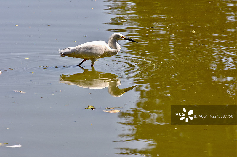 一只雪鹭在浅水中涉水，在灿烂的阳光下，其倒影清晰可见图片素材