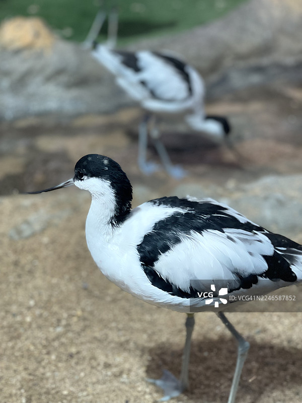 一只反嘴鹬站在沙地上，背景中还有另一只鸟图片素材
