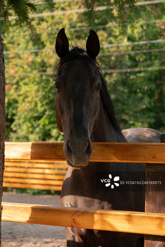 一匹雄伟的黑马在户外的木栅栏后，直接看向镜头图片素材
