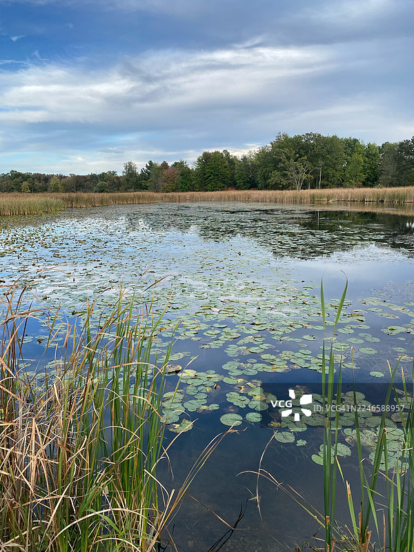 美国维克斯堡，云层密布的天空下，宁静的湖泊点缀着睡莲叶和芦苇的风景图片素材