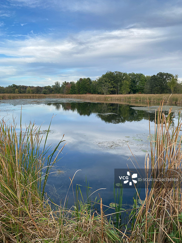 宁静湖泊的风景，倒映着天空，四周环绕着茂密的绿色和金色的芦苇，部分多云的天空下，美国维克斯堡图片素材