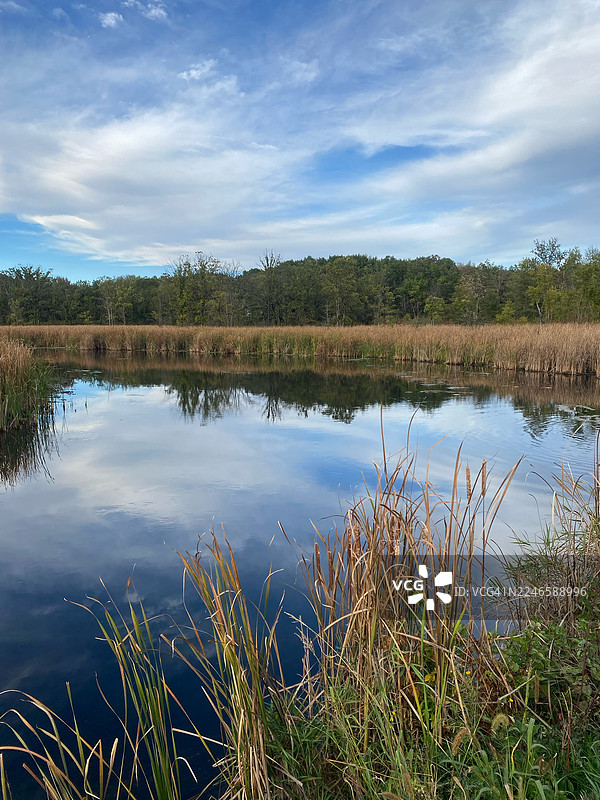 宁静的湖面倒映着蓝天白云，前景是芦苇，美国维克斯堡图片素材
