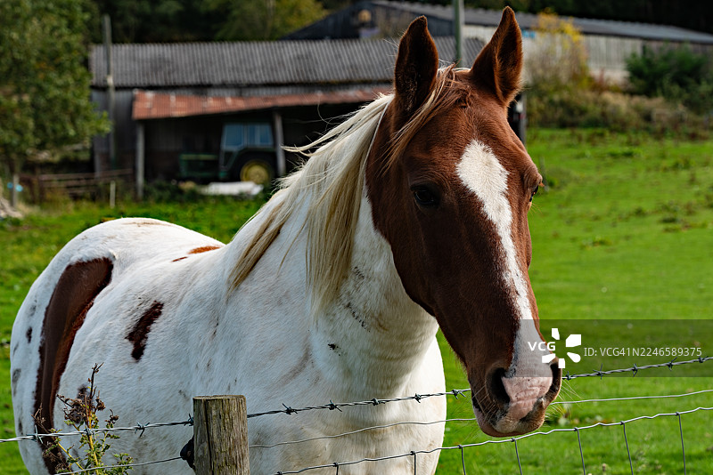 特写：一匹棕白相间的马站在农场的绿草地上，望向右边图片素材
