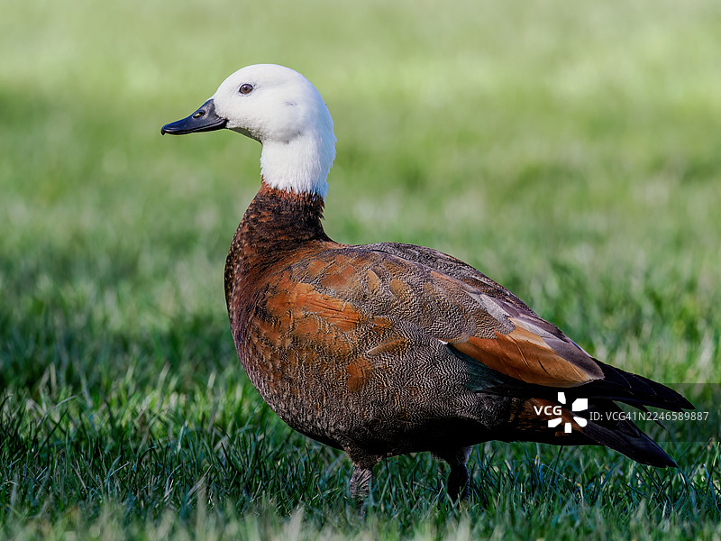 特写镜头，一只天堂鸭在白天栖息在草地上图片素材