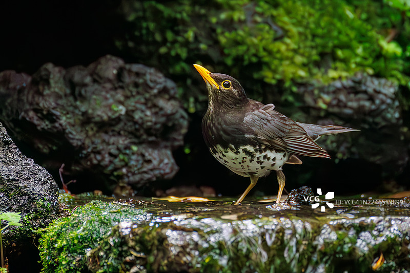 日本灰鸫（Turdus cardis）在泉水中沐浴。野鸟。观鸟，日本山梨县富士吉田市大鸟泉 - 2025图片素材