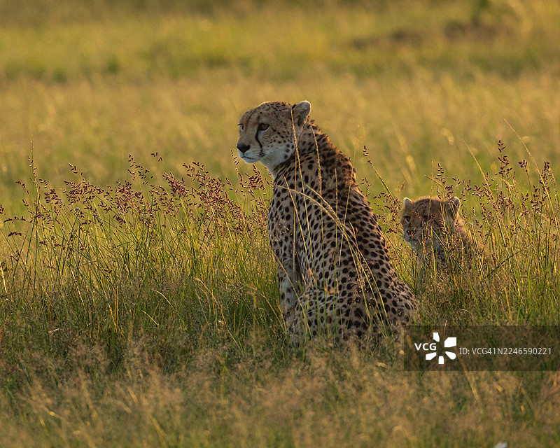 一只猎豹和它的幼崽在日落时分警惕地坐在金色草原上图片素材