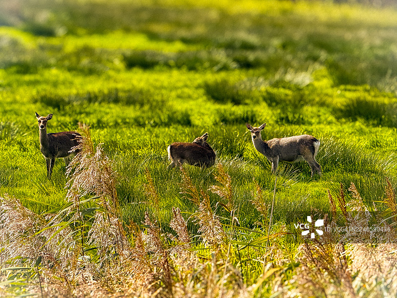 三只鹿在生机勃勃的绿色田野里吃草，前景是高高的草丛。图片素材