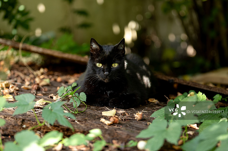 一只迷人的黑猫肖像，拥有锐利的绿色眼睛，在落叶和绿色树叶的户外休息图片素材
