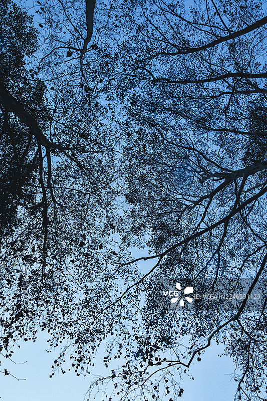 仰视拍摄的树木，背景为晴朗的蓝天图片素材