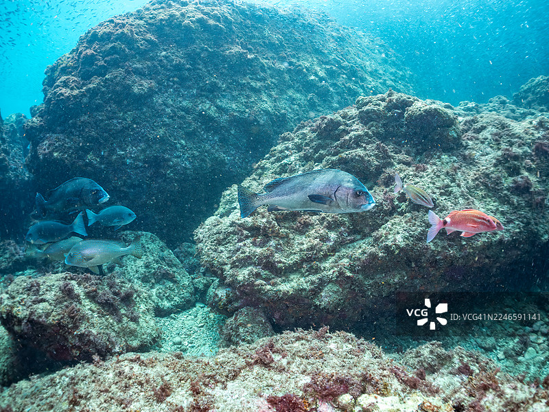 新月唇齒魚 (Plectorhinchus cinctus)、斑紋唇齒魚 (Diagramma pictum)、黑斑海鯛 (Lutjanus russelli)、大鱗黑鯛 (Girella punctata)、白鞍擬赤哥 (Parupeneus ciliatus) 等魚群，位於 Hirizo 海灘，Nakagi 港。图片素材
