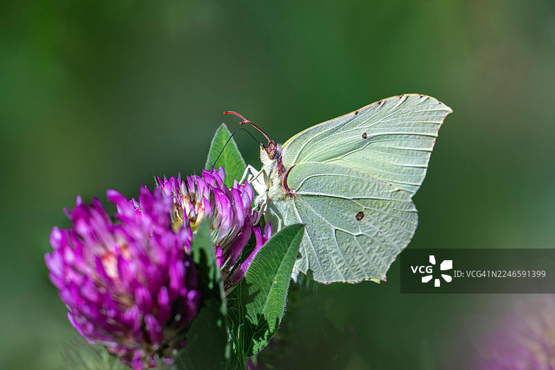 自然界中，一只浅黄色蝴蝶在鲜艳的紫色三叶草花上授粉的特写图片素材
