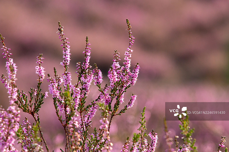 特写镜头，在自然光下沐浴的田野里生机勃勃的粉色欧石楠花，荷兰，雷登的波斯班克图片素材